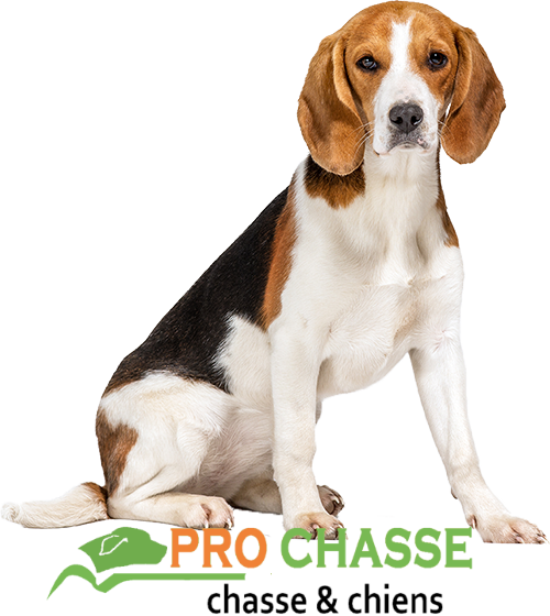 prochasse 2019