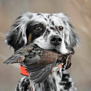 CY1633-Collier Dressage 1600 mètres Pour Chien de Chasse SportDog SD-1525E (3)
