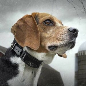 Collier anti-aboiement Rechargeable SportDog SBC-R-E chien