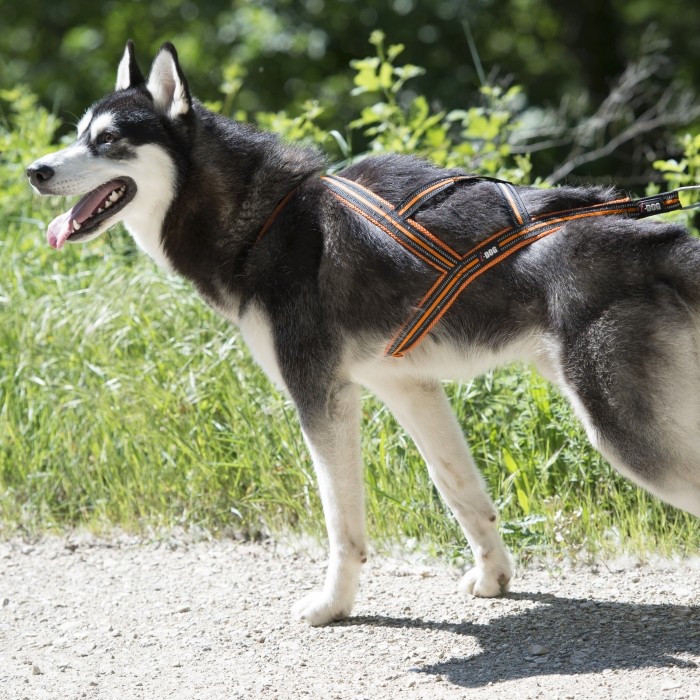 I-Dog X-Back One 2.0 - Harnais pour chien