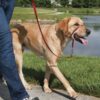 Licol pour grand chien - Easy Walk