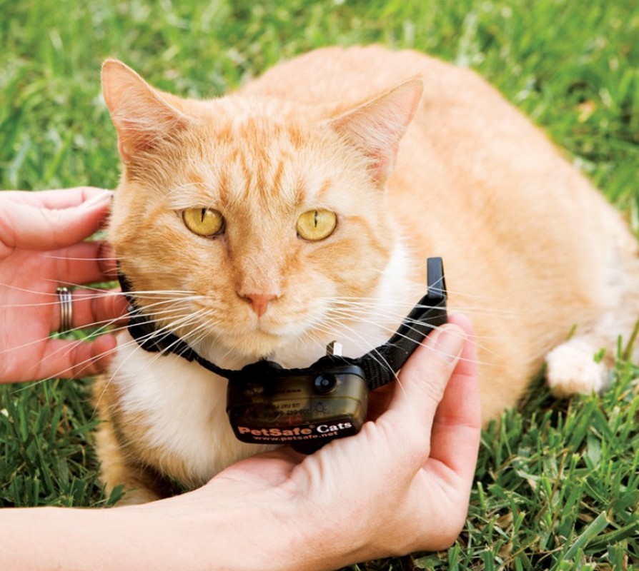 Cloture Anti Fugue Pour Chat Avec Emetteur Collier Recepteur Petsafe