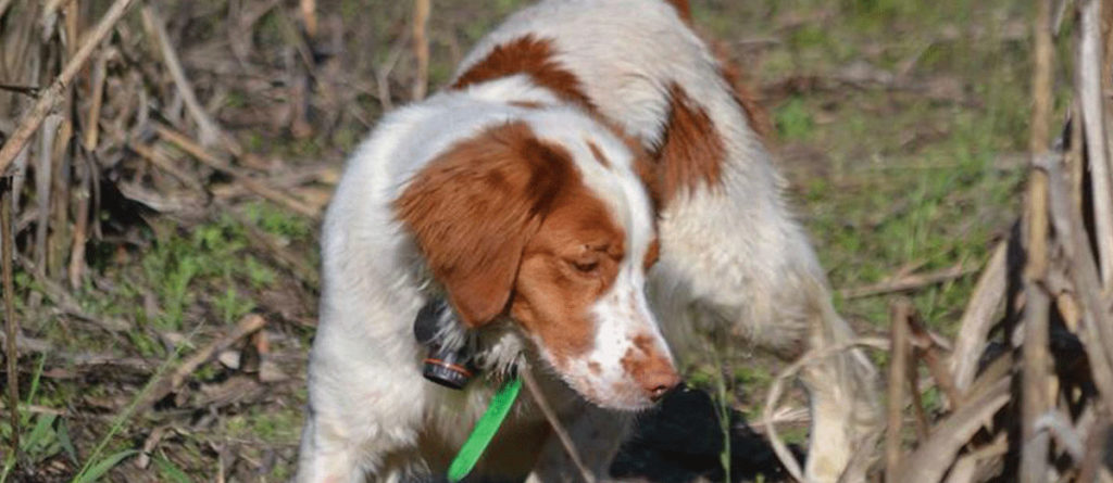 Comment Choisir La Taille de gilet pour un chien de Chasse ?