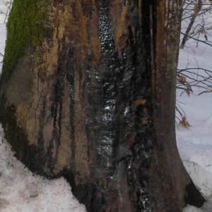 Goudron sur arbre2
