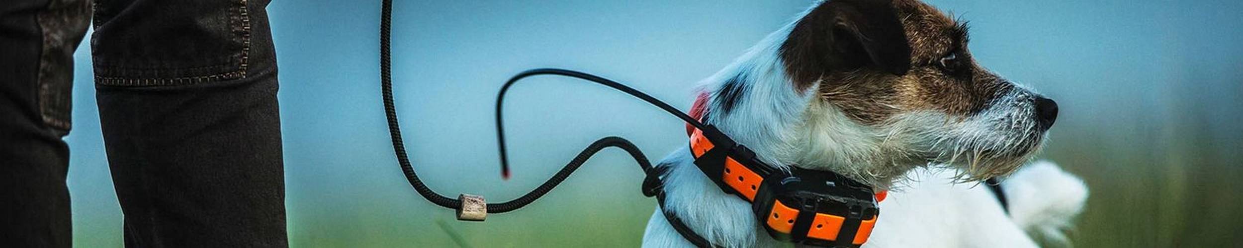 Colliers Pour Les Chiens de Chasse2500