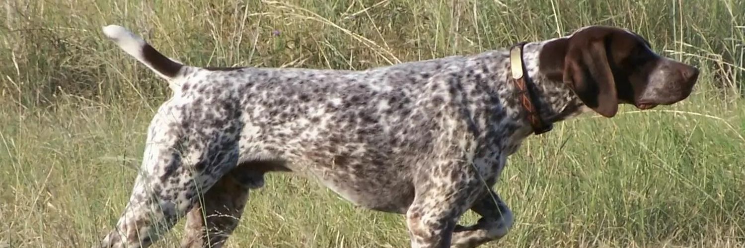 Hunting dog prochasse 35