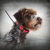 SportDOG - Collier Traceur GPS pour Chien et Système de Localisation TEK Série 2.0 avec télécommande, idéal Chasse – Submersible, Rechargeable - 16 km de portée