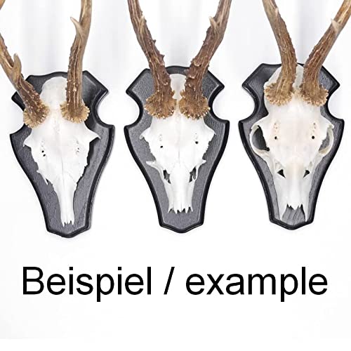 EUROHUNT REH Lot de 5 panneaux de trophée en chêne foncé AF 18,5 x 11 cm avec 5 pinces à cornes en métal