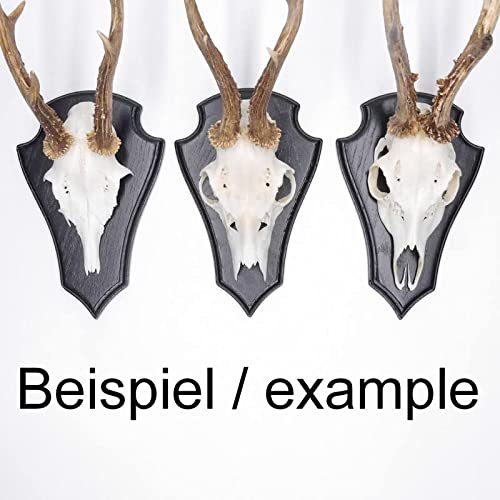 EUROHUNT REH Lot de 5 panneaux de trophée pointus en chêne foncé AF 21 cm x 13 cm avec 5 pinces à cornes en métal