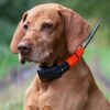 Dogtrace -  Système de repérage GPS pour Chien sans abonnement X20