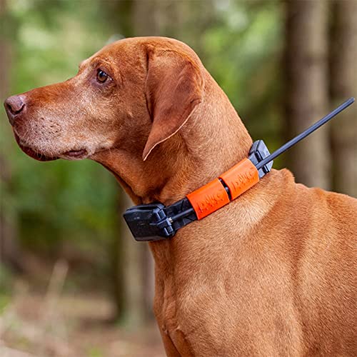 Collier GPS pour chien sans abonnement DOGTRACE X20 orange fluo