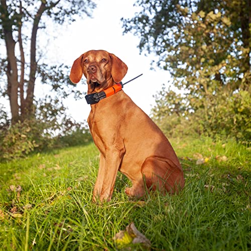 Collier GPS pour chien sans abonnement DOGTRACE X20 orange fluo