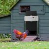 Hlieeosfcn Porte de Poulailler Automatique, avec Télécommande, Capteur de Lumière, Minuterie,Capteur de Gravité, Porte de Poulailler Intégrée Protéger Le Poulet