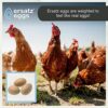 Ensemble de 3 œufs de poule factices pour inciter les poules à pondre, à couver ou les empêcher de picorer leurs œufs.