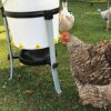 Zootec Abreuvoir pour Poules à Goutte, Nipple Horizontal en Acier INOX (Kit 5 pièces, se Monte à de Nombreux récipients en Plastique - Made in Italy