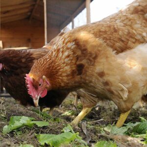 Poules Basse-cour - Compléments