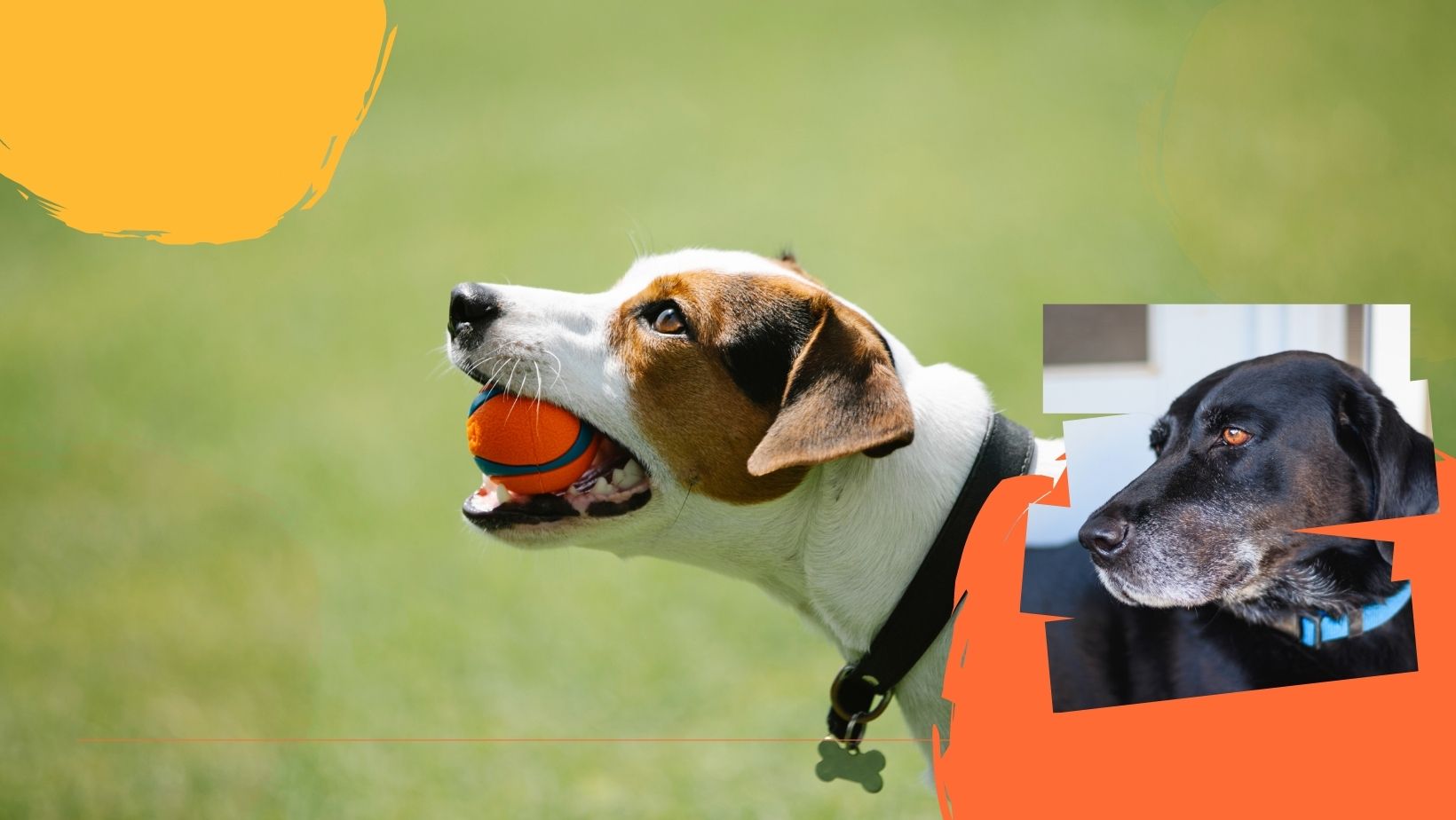 25Espace Chien chasse nature