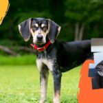lucky-dog-chenils-pour-chien