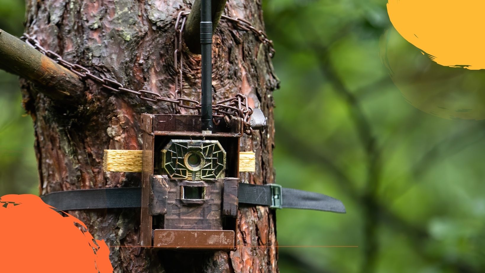 56Espace Chien chasse nature