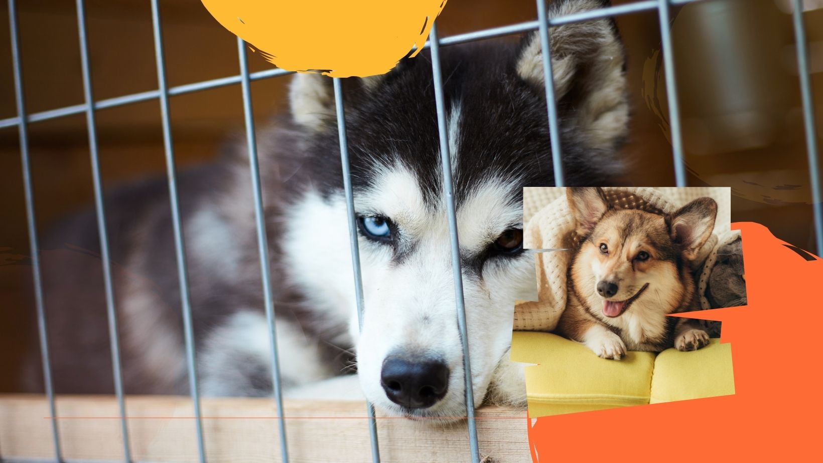 5Espace Chien chasse nature