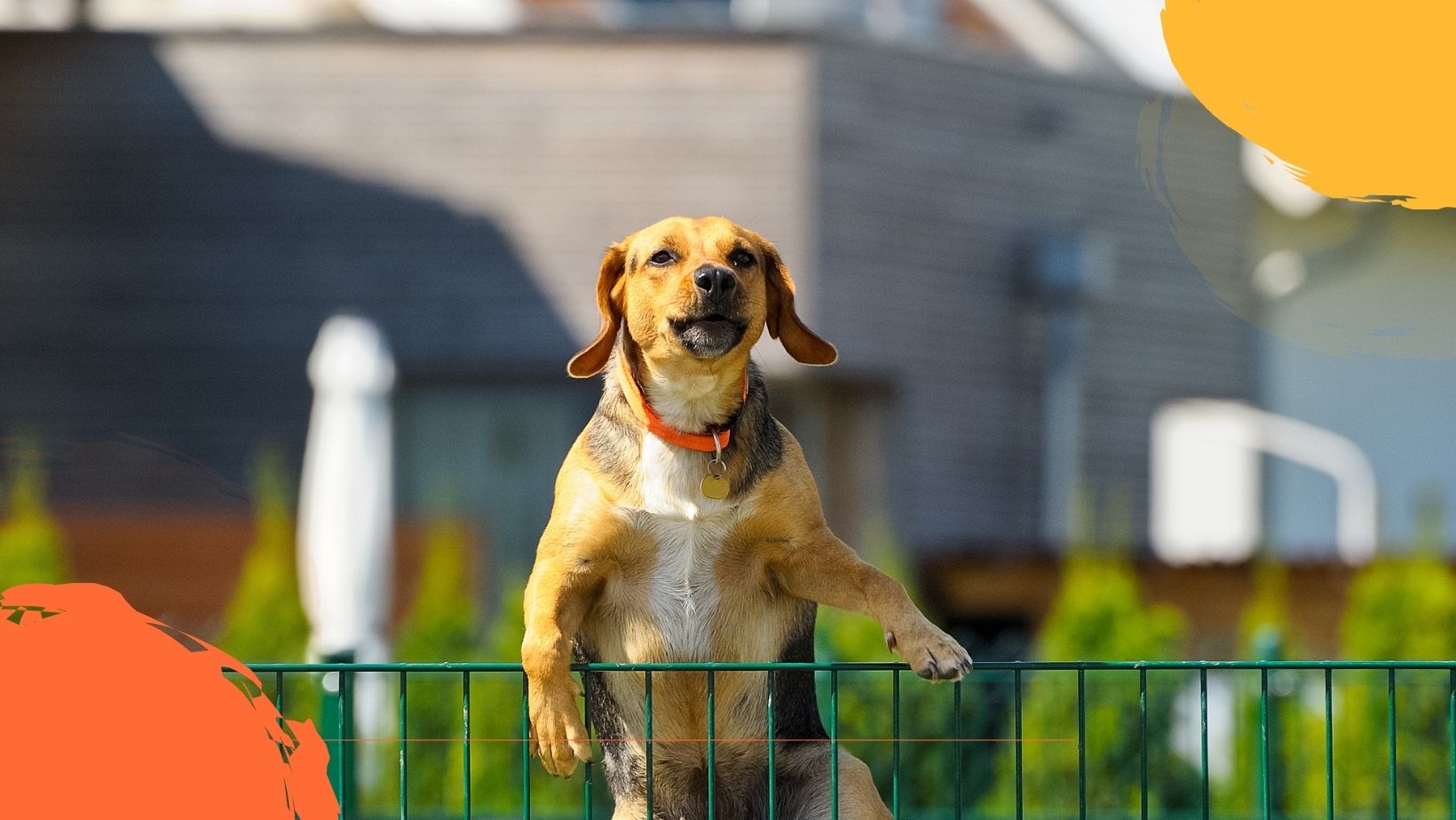 Clôture électrique pour Chien, système de Confinement électronique