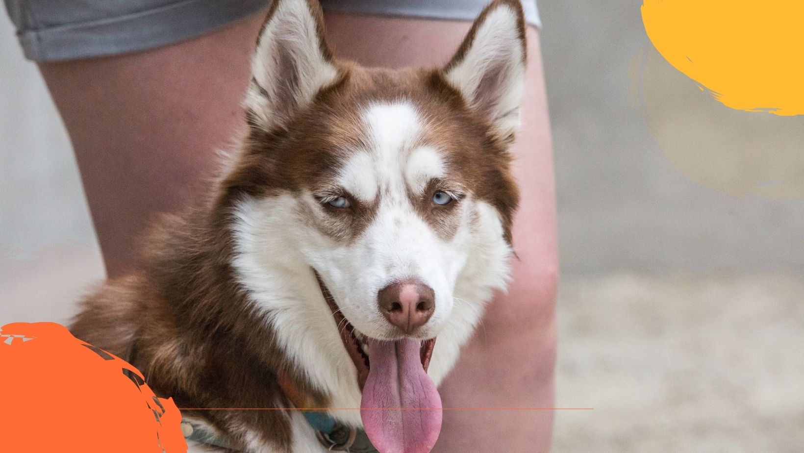 Siège auto pour chien Doogy - Accessoires de sécurité - Natur'animo - Notre  passion, vos animaux !