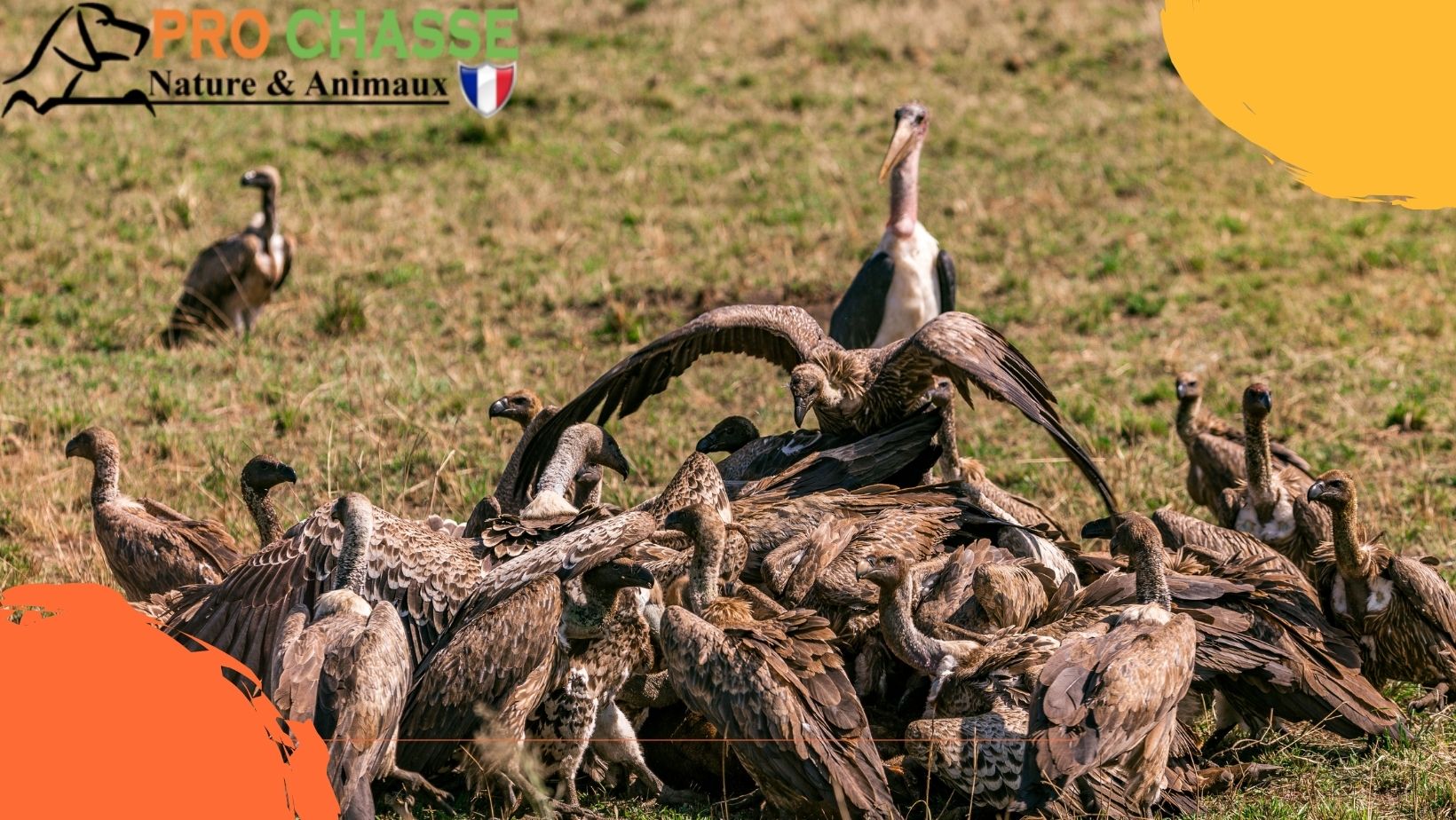 Attractifs Appâts Goudrons pour le gibier