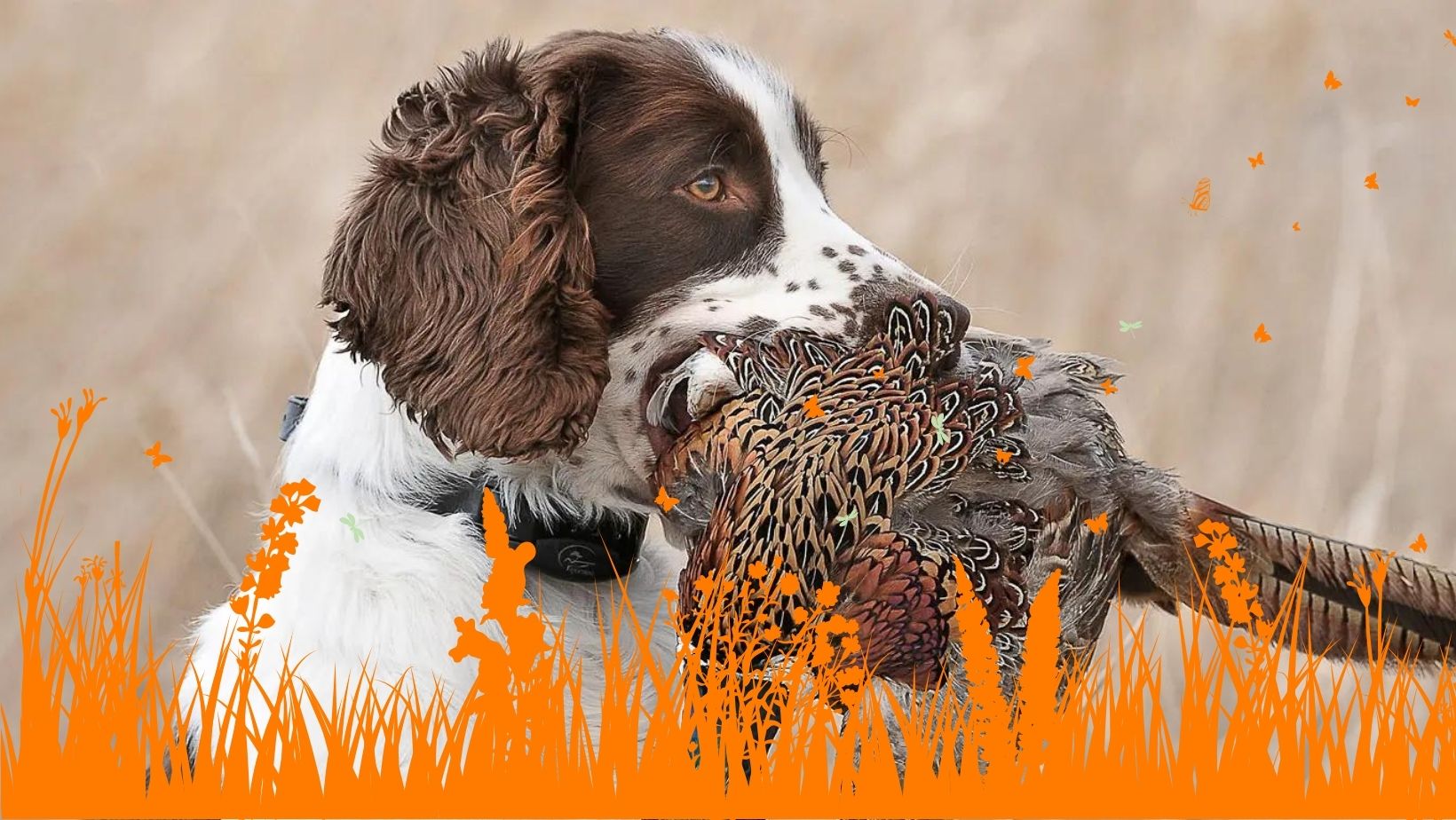 Comparatif colliers GPS pour chien de chasse - Geovie