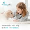AffinityDNA Test ADN pour Acide urique pour Chien et hyperuricosurie | Kit de prélèvement d'échantillons pour 1 Chien | Acide urique | Résultats en 7 Jours ouvrables | kit sans Frais supplémentaires