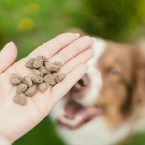 Alimentation - Friandises chien