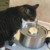 3,2L Fontaine a Eau Chat en Acier Inoxydable, KOOGMOON Fontaine à Eau pour Chat Automatique avec Pompe Silencieuse,Bec de Robinet,Adapté aux Chien Chats