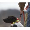 SportDOG - Système de dressage pour chien avec collier et Beeper. 3 modes (impulsion électrostatique, vibration, tonalité), portée 1600m – 1 Télécommande pour 3 chiens