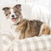 PetSafe – Cartouche de Recharge pour Collier Anti-aboiement à Jet pour Chien – Rechange Citronnelle - Paquet de 3